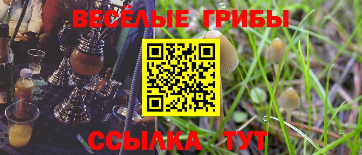 Псилоцибиновые грибы Psilocybe Гулькевичи